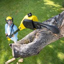 Best Tree Health Inspection  in Cottage Grove, MN